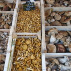 Walking Tours Pyrenees France, mushrooms